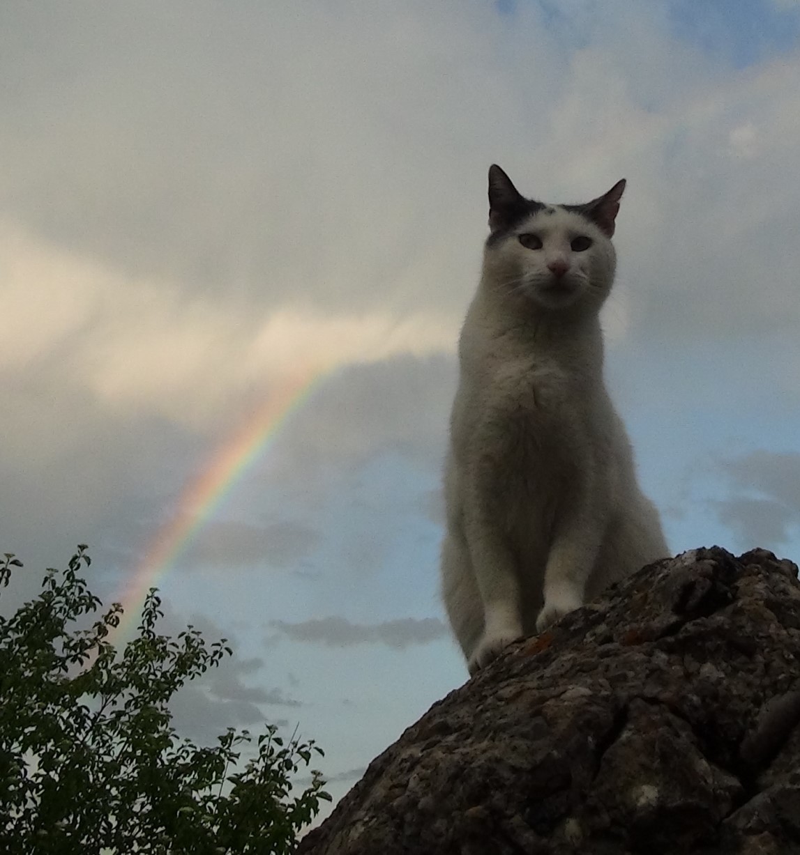 Entspannung einer Katze im Regenbogen entspannte Katze vor Regenbogen